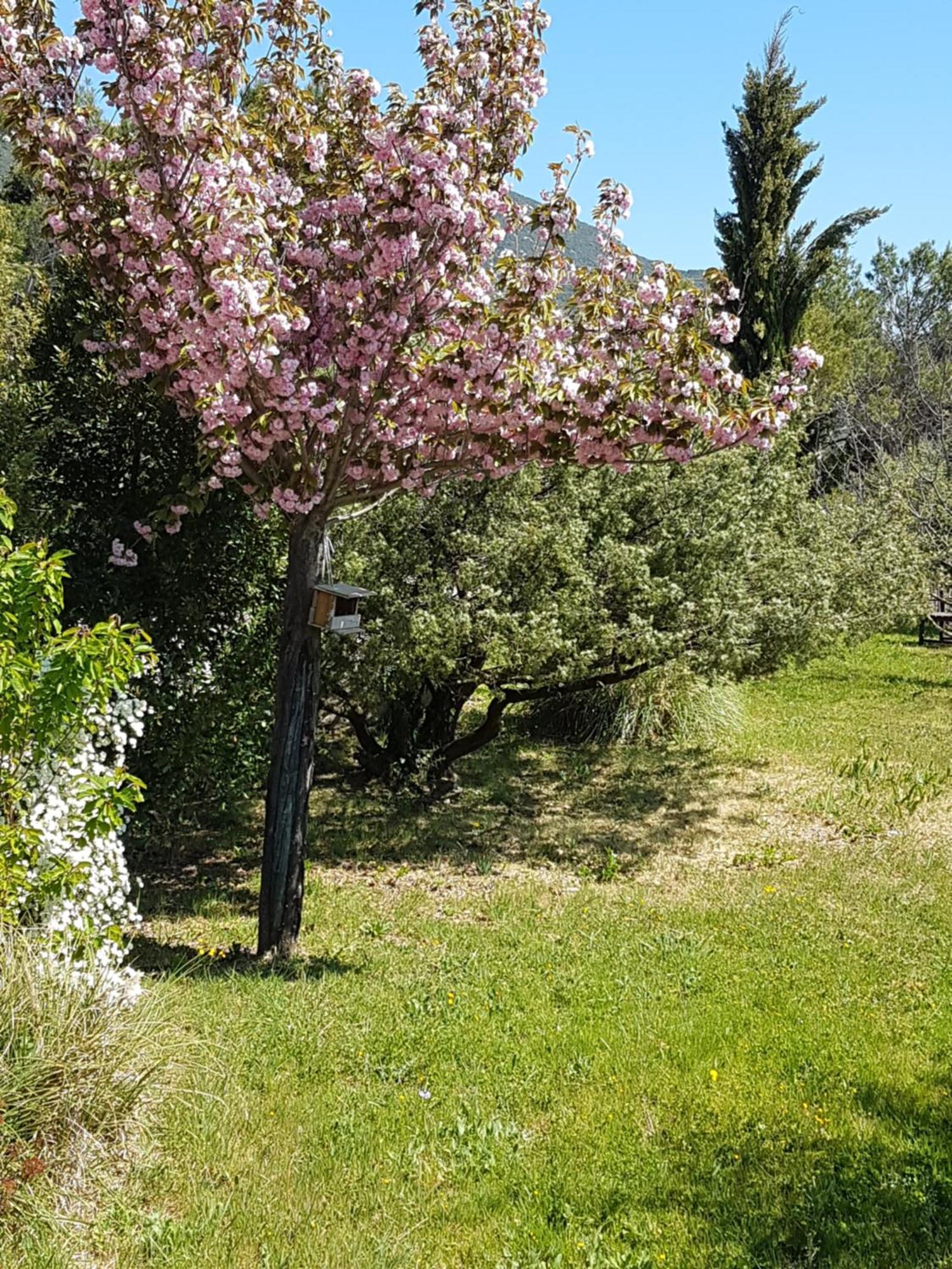 Lou Pic Au Loup Gites De Charme Cazevieille Zewnętrze zdjęcie